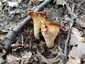 Halvány rókagomba (Cantharellus pallens), Retyezát